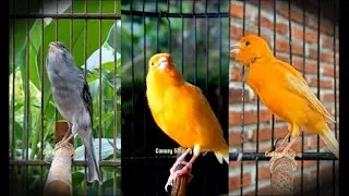 Canary Training | Canary Singing 🎶 | Canary Powerfull Singing #galerikenariindonesia #kenari3in1 