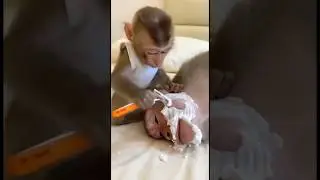 Mom&hellip; you might need a shave 🤣 #funny #shave #monkey #monkeyvideo #mom #monkeyprank #fyp