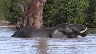 Imvelo Safari Lodges - Elephant swimming in a pan near Jozibanini Camp