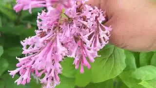 Sheridan花店，更多开花灌木 - 多种锦带花（好几种是第一次见到）