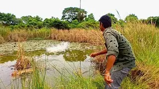 Unbelievable Murrel Fish Live Attack in Unexpected Pond | Back to Back Murrel Fish Hook Fishing Lake