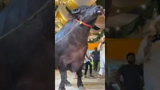 Gigantic Murrah Buffalo King || Heavyweight Buffalo in Sadeeq Agro 2024 ||