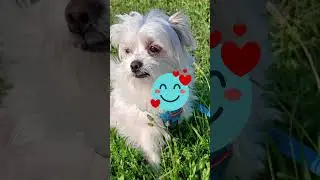 MOOCHIE TALKS!