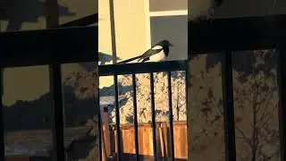 #saskatoon #bird #eating #saskatchewan #sunset #الله 