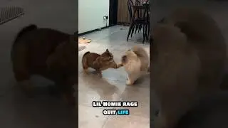 PET CHAOS 😹🐶 | Funny Cat WWE & Dog Fails Compilation #Shorts&rdquo; #comedy