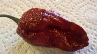 The 
