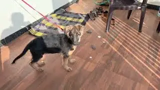 #germanshepherd #youtube #youtubeshorts #instagram #dogshorts #doglife #dogeshbhai #dog #youtuber
