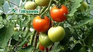 JK Seeds | Harvesting Happiness through innovation