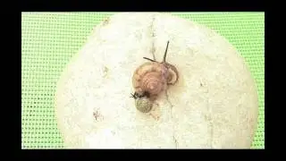 Helicina orbiculata (Globular Drop Snail) torments Daedalochila auriculata (Ocala Liptooth Snail)