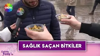 Sağlık saçan bitkileri tanıyor musunuz?
