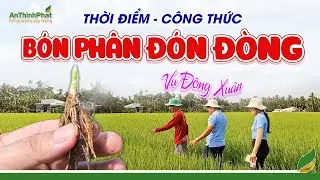 Thời Điểm - Công Thức Bón Phân Đón Đòng Vụ Đông Xuân | An Thịnh Phát