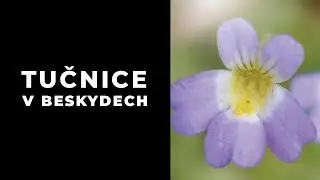 Tučnice Pinguicula hirtiflora v Beskydech
