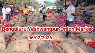 Wholesale Onion Market Today rate || Bengaluru Yashwantpur Mandi || 