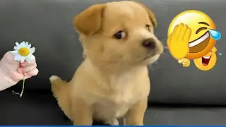 New Funny Animals 🍓 Funniest Cats and Dogs 2026 🤣 🧙 #funnycats #animals #funnydogs