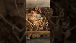 Deinopis catching and wrapping a fly
