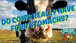 Do Cows Really Have Four Stomachs?