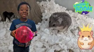 🎉 Amoor&rsquo;s Hamster Got a BALL?! 🐹💨 Hamster Toy Fun & Zoom Time!