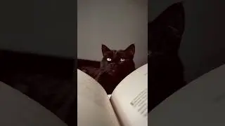Do Black Cats Bring Bad Luck? 🐱👀