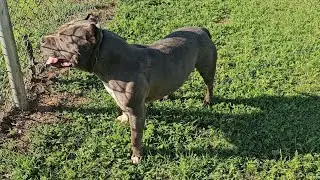 New ABKC Standards! Plus Controlling A Stud When Your Bully Is In Heat #americanbully #viralvideo