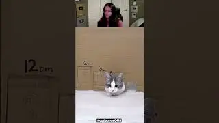Este Gatito Pasa Por los Orificios Mas Pequeños 😱 @catlounge0418