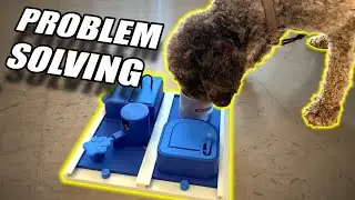 Cane INSICURO e PAUROSO?? FAI COS&Igrave;!! | Esercizi di ATTIVAZIONE MENTALE