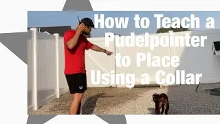 Step 9 - Collar Condition to Place - Pudelpointer - NAVHDA Journey
