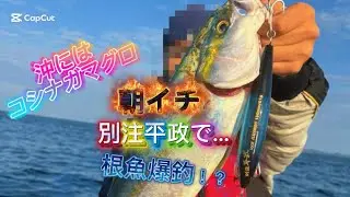 朝マズメ別注平政投げたら3投で､､､釣り堀状態の根魚がやばすぎた…🫢 #博多湾釣り#福岡釣り#ブルーブルー#高校生アングラー#別注平政