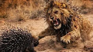 Starving Lion vs Porcupine &ndash; A Battle for Survival in the African Jungle