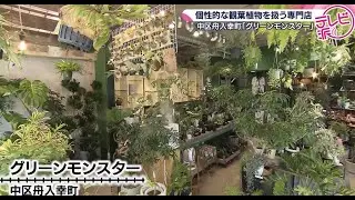 【世界最古のバオバブに魅せられて】マニアックな観葉植物が並ぶ専門店