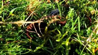 Quantocks Violet Ground Beetle.