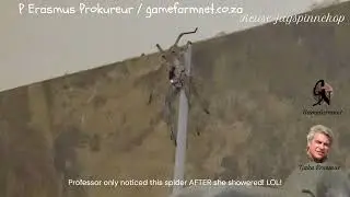 Reuse Jagspinnekop (Giant Hunting Spider)