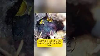 🔥YOU WON&rsquo;T BELIEVE THE INCREDIBLE STORY OF THESE BABY BIRDS!💖#animalrescue #animals