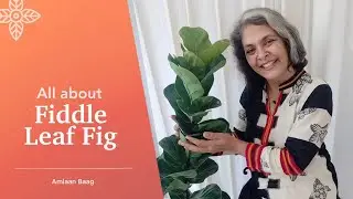 All About Fiddle Leaf Fig | FLF Plant Care