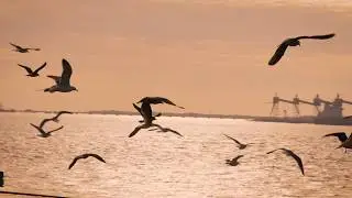 DJI - Peugeot Drone Film Festival 2019 - Winner Video