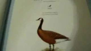 250 North American Birds in Song