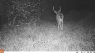 Wet buck walking in the rain