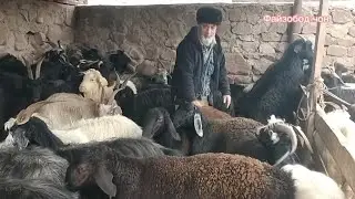 Молбозори Мискинобод 