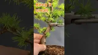 Short #49 - L&auml;rche - Larche - Keep it small, keep it simple!