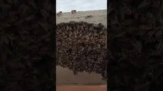 Honeybee's Winter Cluster | Biology Facts | Apiculture #apis #bees #honeybees