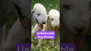 Unbelievable Dog Breeds You Never Knew Existed #raredogbreeds
