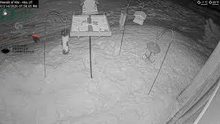 2026-01-14 - Day - Friends of Alta - Alta, UT - Live Stream Bird Feeder Cam
