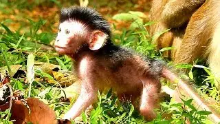 Amazing Jayden! Great newborn monkey Jayden walk very slow & find food