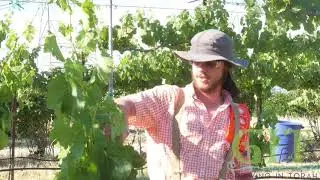 Growing in Torah: Lessons in the Field: Grafting two Vines