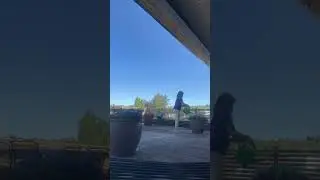 Watering the plants #ytviral#shortvideo #bisayavlog #norway