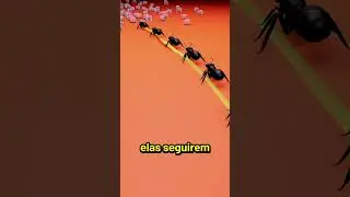 Por que as formigas andam em linha reta  #shorts