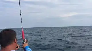 Rompin sailfish