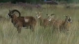 Moeflons in Het Nationale Park De Hoge Veluwe