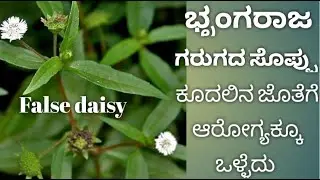 ಭೃಂಗರಾಜ | ಕೇಶರಾಜ | ಕೂದಲಿನ ಜೊತೆಗೆ ಆರೋಗ್ಯಕ್ಕೂ ಒಳ್ಳೆದು |Bhringaraaja | False daisy | Medicinalbenefits|
