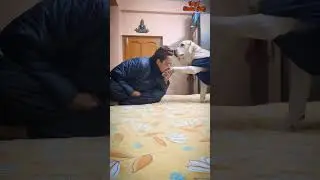 How to train a dog? 1st day SIMBA 18 months. My New Student. #shorts #trending #dhurandhar #dog