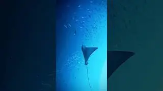 Eagle Ray Dating With True Love @ Pulau Weh Island 🏝️ #diving #ocean #eagleray #underwater #scuba